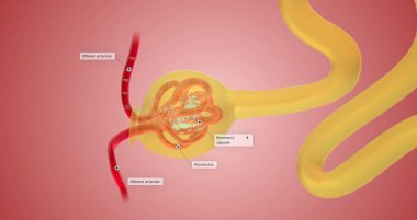 When blood reaches the kidney, the nephron filters it from fluid, red blood cells, platelets, ions, and molecular nutrients. 3d render