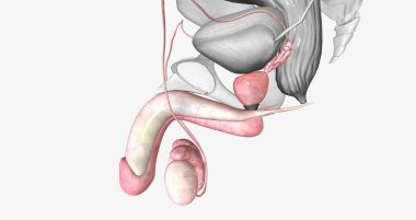 Many parts of the male reproductive system are located near the bladder and are directly related to the urinary system. 3D rendering