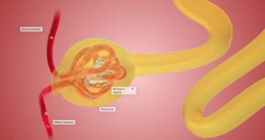 When blood reaches the kidney, the nephron filters it from fluid, red blood cells, platelets, ions, and molecular nutrients. 3d render