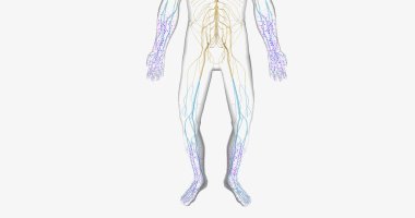 Guillain Barre syndrome is a rare disorder in which your body's immune system attacks your nerves. 3D rendering