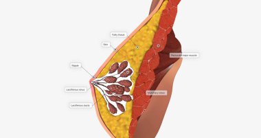 The mammary glands as modified sweat glands designed to produce and secrete milk. 3D rendering