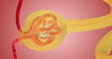 When blood reaches the kidney, the nephron filters it from fluid, red blood cells, platelets, ions, and molecular nutrients. 3d render