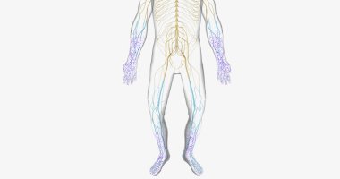 Guillain Barre syndrome is a rare disorder in which your body's immune system attacks your nerves. 3D rendering