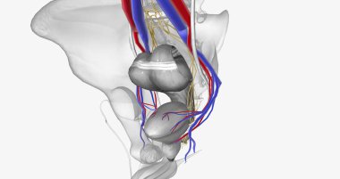 The bladder is supplied with oxygenated blood mainly by the superior and inferior vesical arteries 3D rendering