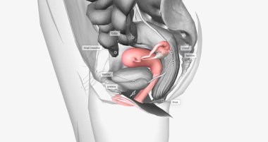 Organs surrounding the female reproductive organ 3D rendering