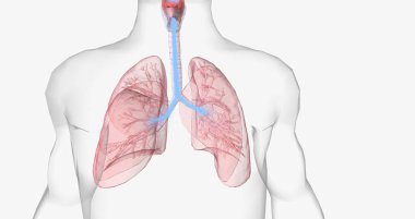 Oxygen rich air enters through your nose or mouth and reaches the lungs through your airways. 3D rendering
