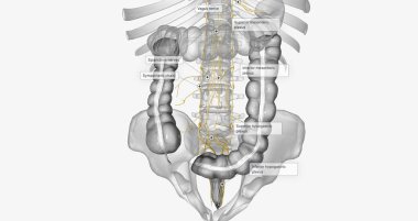 The nerve supply of the colon is divided into two parts, the parts of the colon before and after the left colic bend. 3D rendering