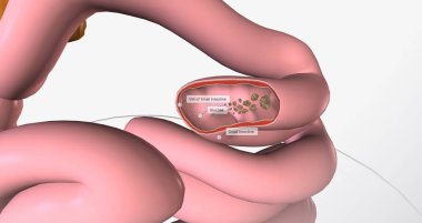 Glucose is the body primary source of fuel and is either converted into energy within cells 3D rendering