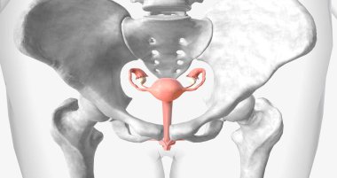 The Uterus, Ovaries and Vagina 3D rendering