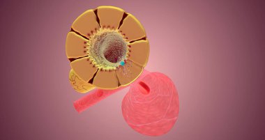The Nephron function or Reabsorption 3D rendering