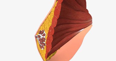 The mammary glands as modified sweat glands designed to produce and secrete milk. 3D rendering