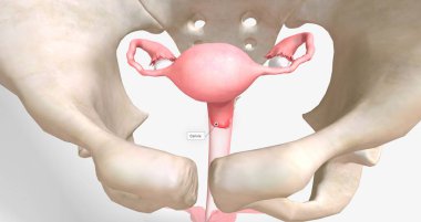Chlamydia is a sexually transmitted infection caused by Chlamydia trachomatis bacteria.3D rendering