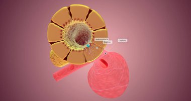 The Nephron function or Reabsorption 3D rendering