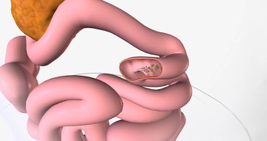Glucose is the body primary source of fuel and is either converted into energy within cells 3D rendering