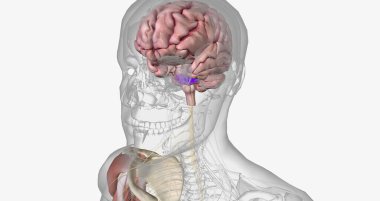 Amyotropic lateral sclerosis (ALS) is a progressive neurodegenerative disorder caused by the death of motor neurons. 3D rendering