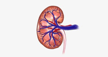 The Kidney Coronal Cross Section 3D rendering