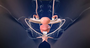 The Female reproductive organ anatomy 3D rendering