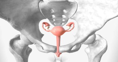 The Uterus, Ovaries and Vagina 3D rendering