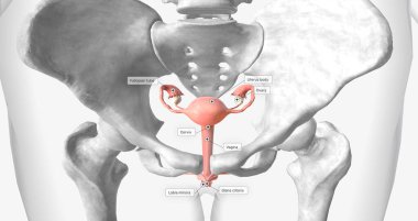 The Uterus, Ovaries and Vagina 3D rendering