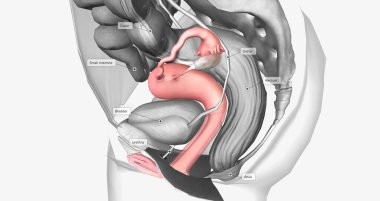 Organs surrounding the female reproductive organ 3D rendering