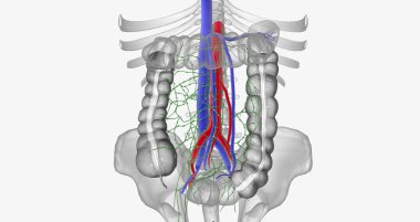 Lymph is drained from the ascending colon and the right two-thirds of the transverse colon by two groups of lymph nodes 3D rendering