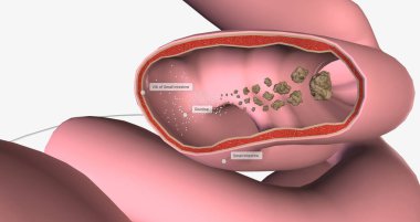Glucose is the body primary source of fuel and is either converted into energy within cells 3D rendering