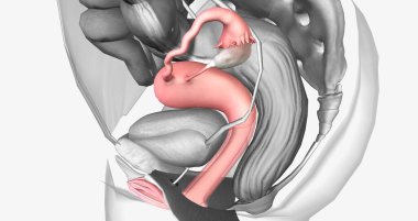 Organs surrounding the female reproductive organ 3D rendering