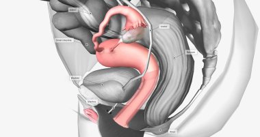 Organs surrounding the female reproductive organ 3D rendering