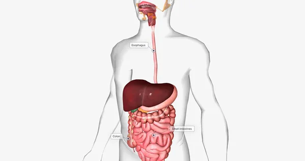 The digestive system is made up of the gastrointestinal tract and glandular organs, including the salivary glands, liver, pancreas, and gallbladder. 3D rendering