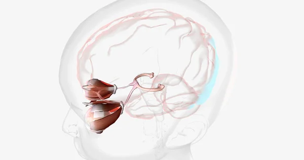 Normal Visual Pathway with Eye Movement 3D rendering