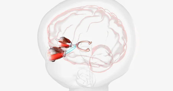 Normal Visual Pathway with Eye Movement 3D rendering