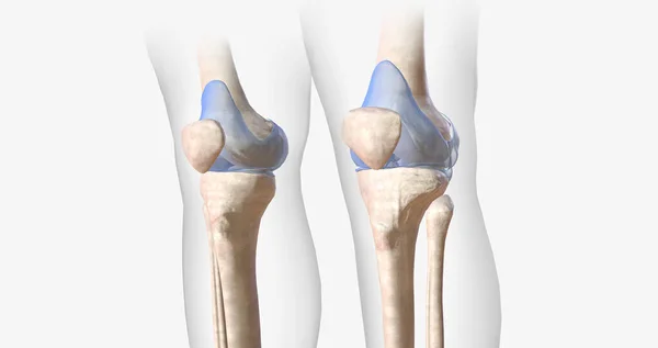 Knee Joint Contains Ligaments Membranes Bursae Cartilage Stabilize Joint Flexion — Stock Fotó