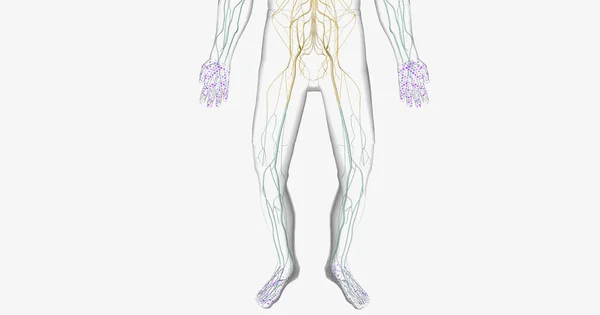 stock image Guillain Barre syndrome is a rare disorder in which your body's immune system attacks your nerves. 3D rendering