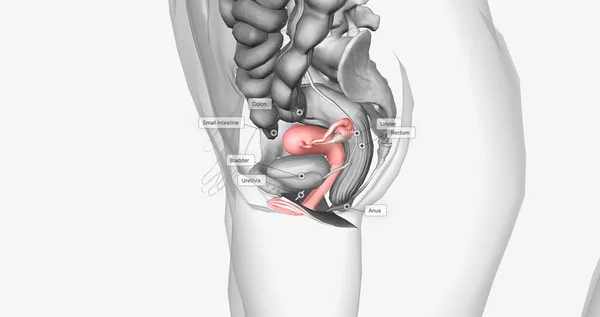 Organs surrounding the female reproductive organ 3D rendering