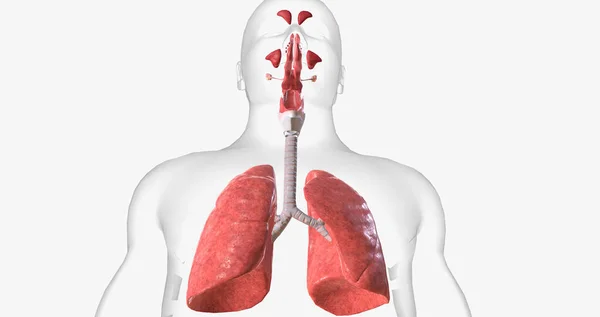 Respiratory System Made All Structures Bring Oxygen Body Expel Carbon — стоковое фото