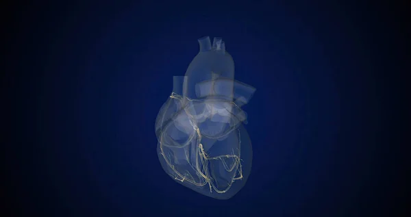 stock image Your heartbeat is controlled by a special network within the walls of your heart called the conduction system. 3D rendering