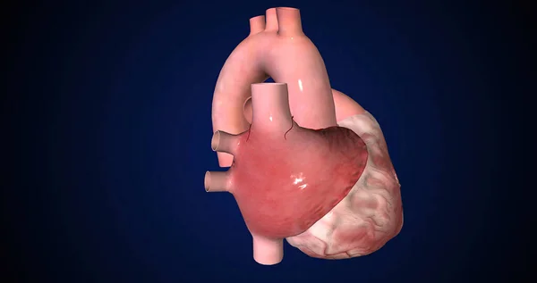 The heart is a muscular organ that usually beats between 60 and 80 times per minute. 3D rendering
