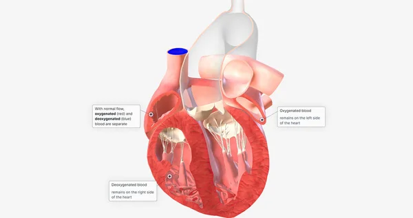 Normal blood flow in the heart 3D rendering