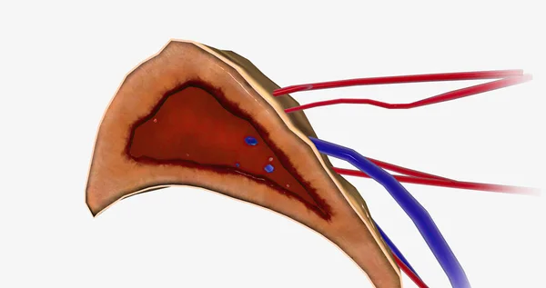Adrenal Glands Also Called Suprarenal Glands Small Triangular Glands Rest — Stockfoto
