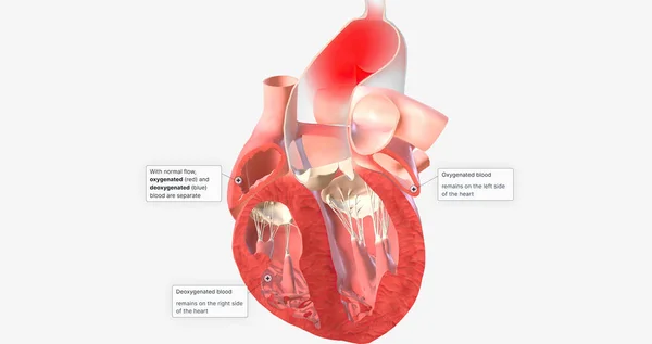Normal blood flow in the heart 3D rendering