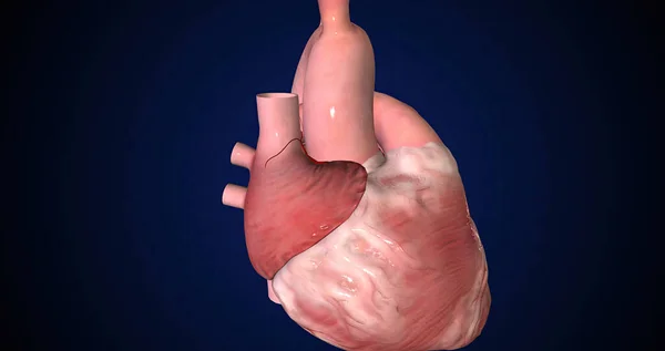 The heart is a muscular organ that usually beats between 60 and 80 times per minute. 3D rendering