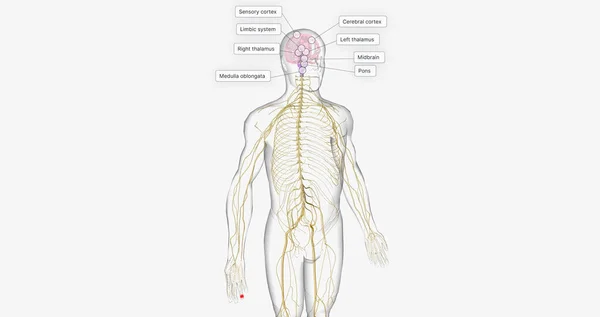 Pain Pathway Route Signals Takes Place Nervous System Perceive Transmit — Stockfoto