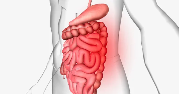 Abdominal pain is a common symptom that affects the digestive organs within the abdomen. 3D rendering