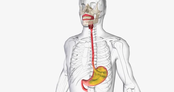 Acid reflux is caused by the involuntary release of stomach acid into the esophagus, throat, and mouth. 3D rendering