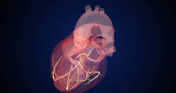 In a normal heartbeat, the electrical signals follow a path from the atria into the ventricles. 3D rendering