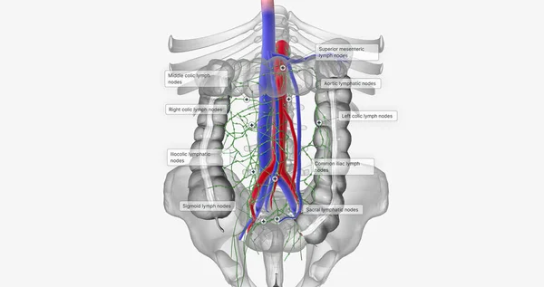 Lymph is drained from the ascending colon and the right two-thirds of the transverse colon by two groups of lymph nodes 3D rendering