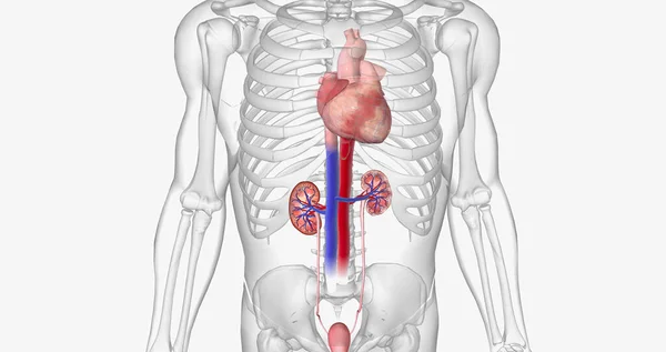 The kidneys filter waste out of the blood for the entire body. 3D rendering