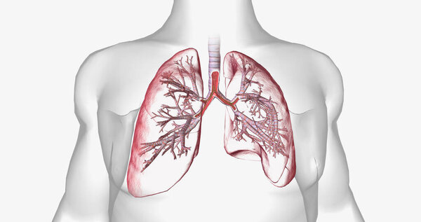 Cystic fibrosis is a genetically inherited disease that affects secretory cells throughout the body. 3D rendering