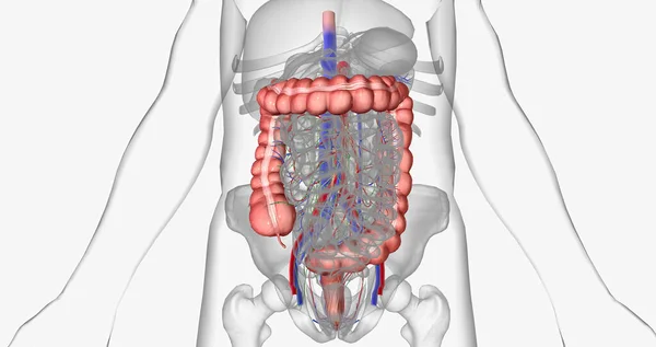 The abdomen is the region of the trunk between the thorax and pelvis. 3D rendering