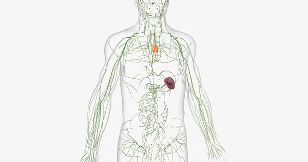 Lymphatic System Network Organs Tissues Vessels Nodes Filter Lymph Throughout — Zdjęcie stockowe